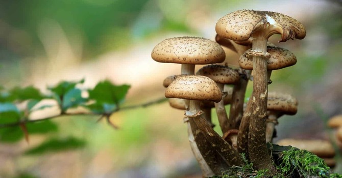 What the fungi?! Feeding your brain and body with functional mushrooms. image